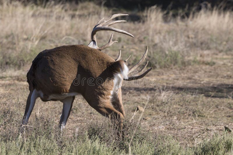 Whitetail buck grooming self on prairie stock image