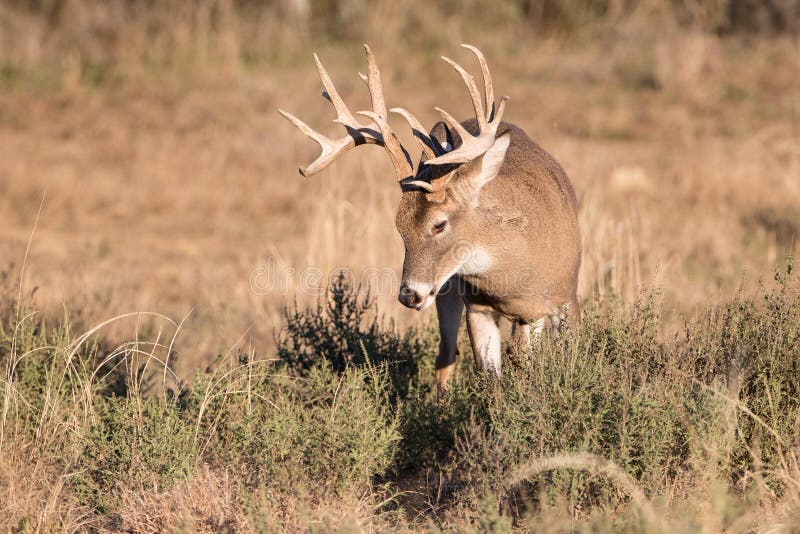 Whitetail buck on the hunt for a doe stock images