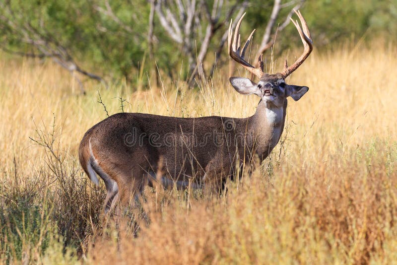 Whitetail buck lip curling royalty free stock photos