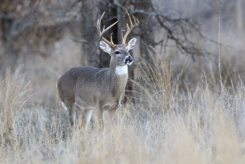 Whitetail Buck in Rut looking for doe