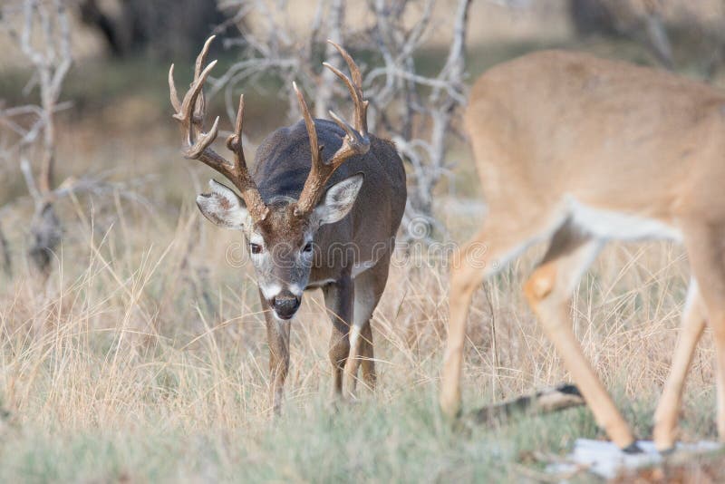 Whitetail Buck Smelling a Doe in Heat Stock Image Image of browsing
