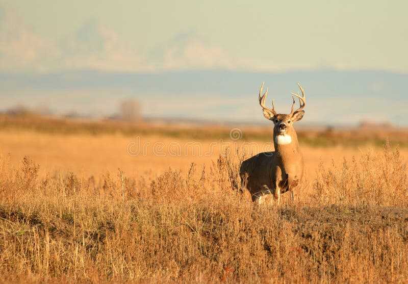 Whitetail Buck Deer standing in tall grass standfing hunting season