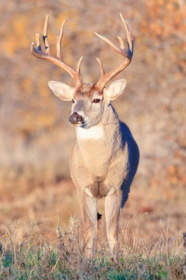 Whitetail Buck with Swollen Neck in Full Rut Stock Photo - Image of ...