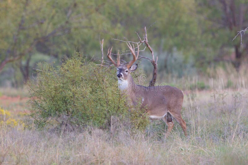 Whitetail Buck Trying To Hide Behind Bush Stock Image - Image of tail ...