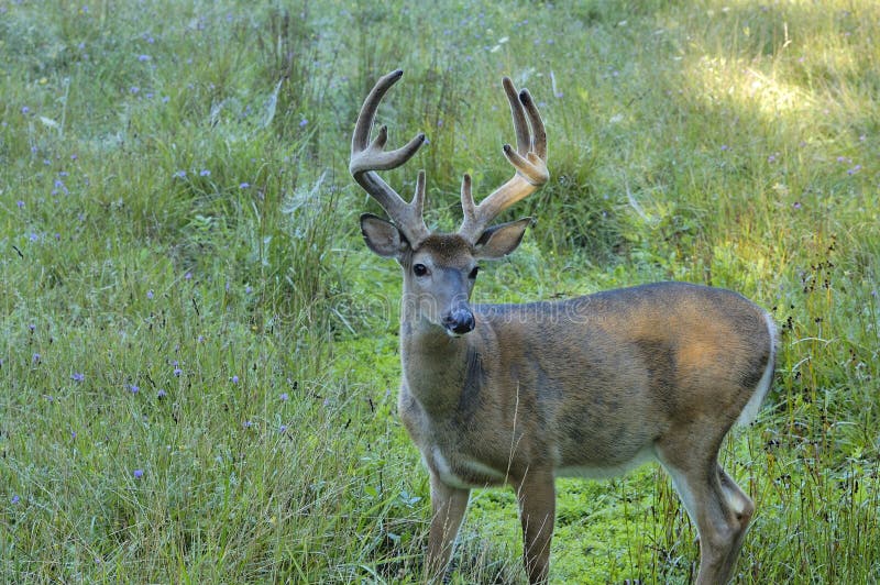 Whitetail Deer Buck stock photos