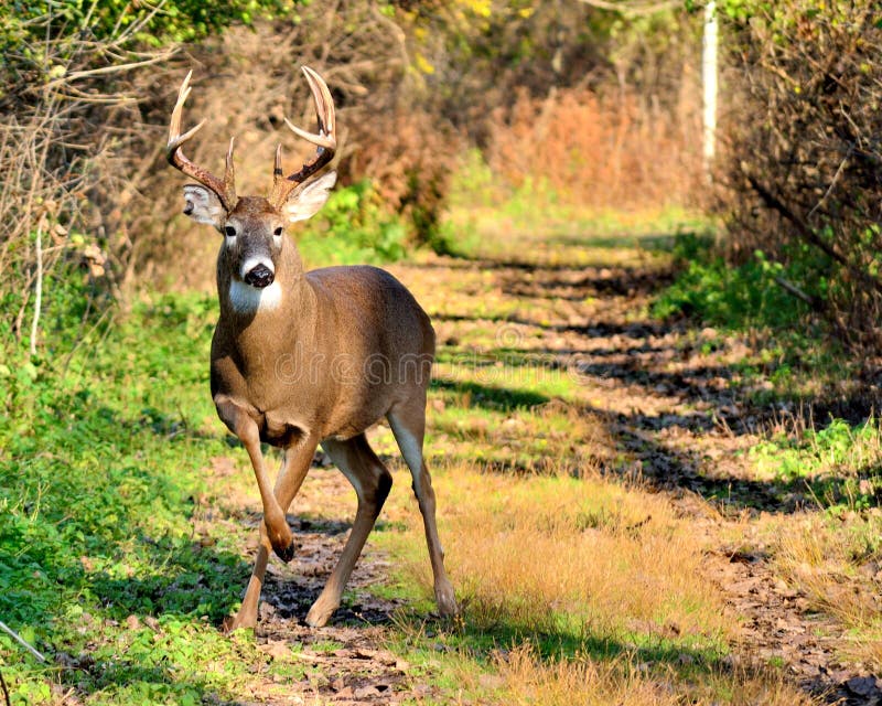 Whitetail Deer Buck stock photo. Image of animal, stag 22000478