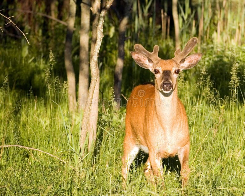 Whitetail Deer buck stock image. Image of woods, nature 9673703