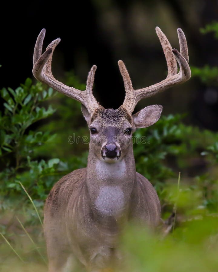 Whitetail deer buck with antlers in velvet.