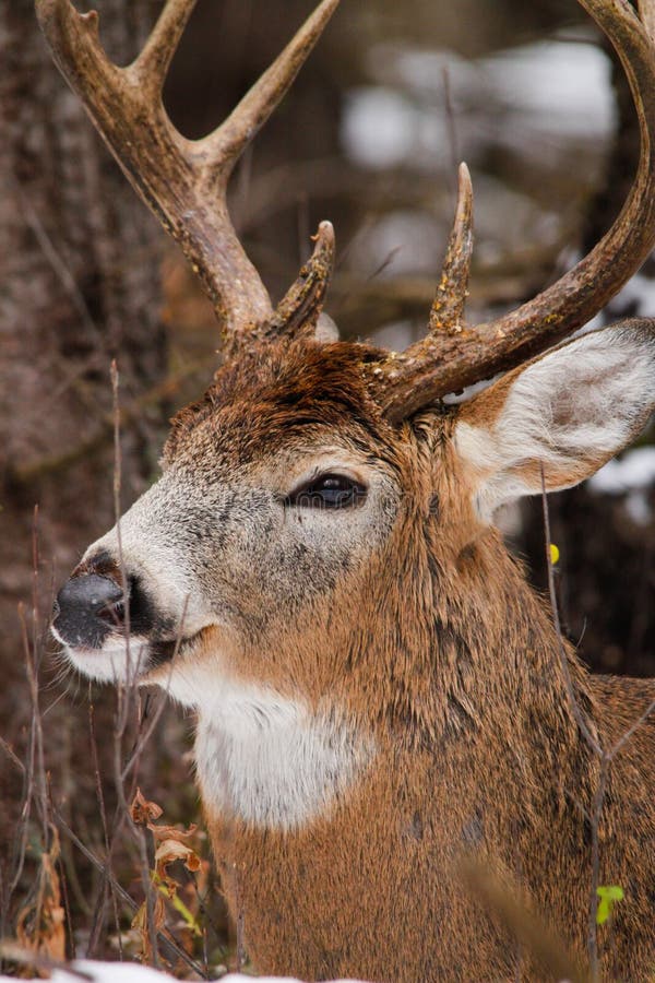Whitetail Deer Buck Bedded Down Fall Rut