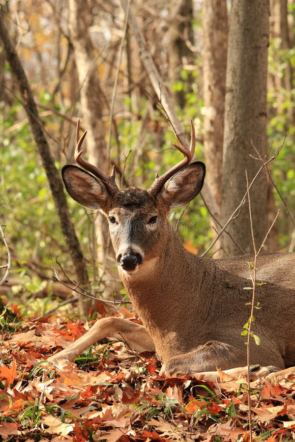 Whitetail Deer Buck stock photo. Image of animal, rutting 46392100