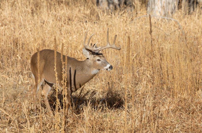 Whitetail Deer Buck in Fall in Colorado Stock Image - Image of rutting ...