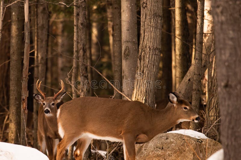 Whitetail deer buck and doe during the rutting season