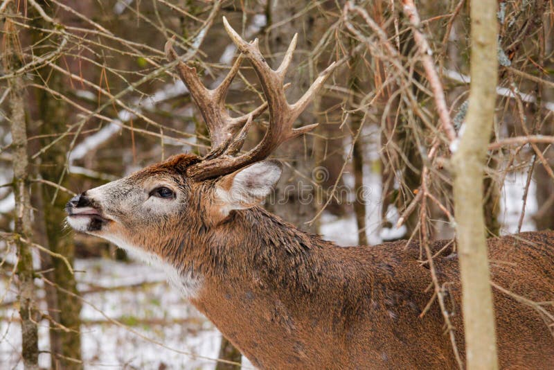Whitetail Deer Buck Fall Rut Lip Curl