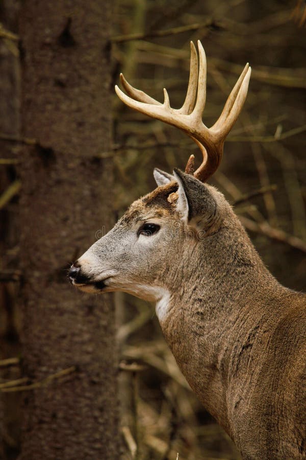 Whitetail Deer Buck Fall Rut