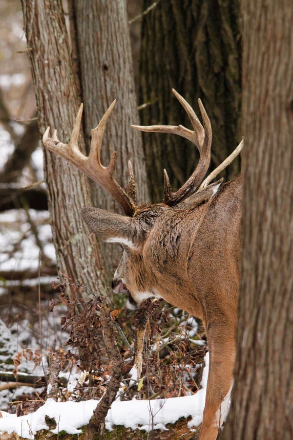 Whitetail Deer Buck Fall Rut
