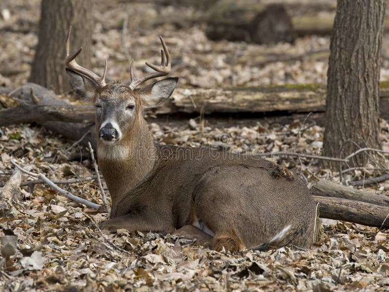 Whitetail Deer Stock Photography Image 35466762