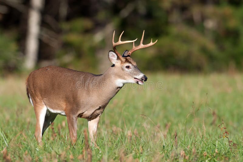 Whitetail Deer Buck in a Meadow Stock Image Image of antlers, buck