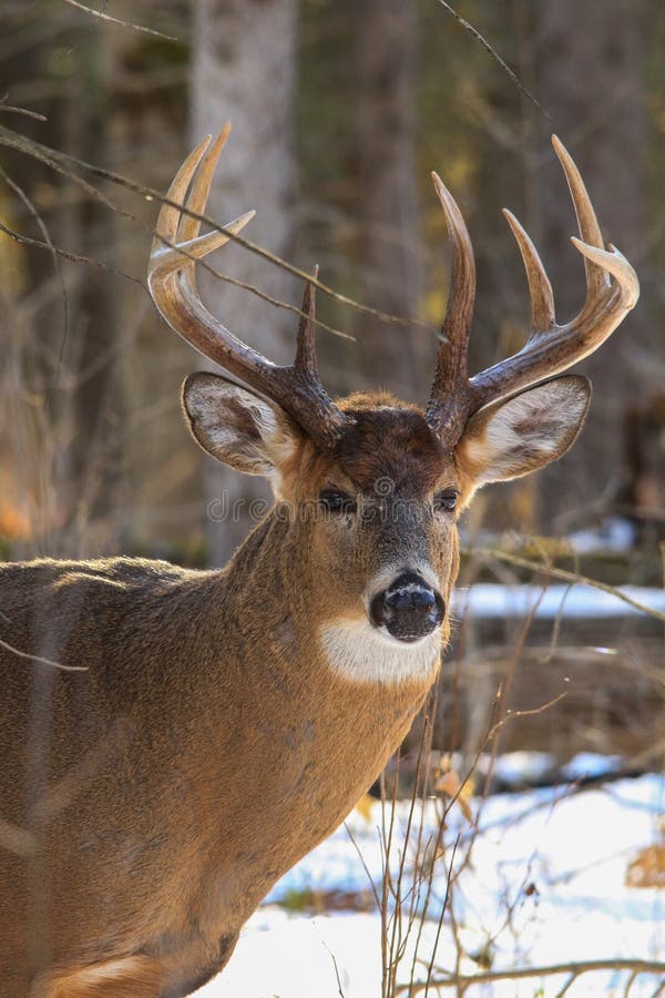 Whitetail Deer Buck Profile in Winter Sporting Large Antlers Stock ...