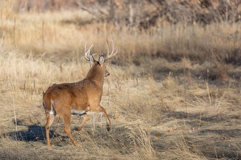 Whitetail Deer Buck during the Rut in Autumn Stock Image - Image of ...