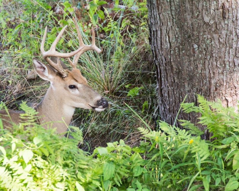 Whitetail Deer Buck stock image. Image of buck, deer 76868651