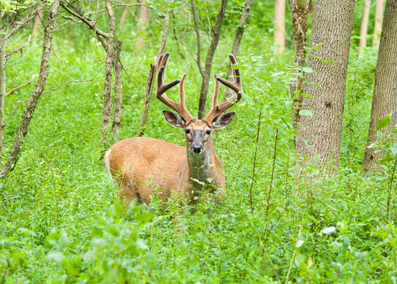 Whitetail Deer Buck in Velvet Stock Image Image of velvet, deer 43336817
