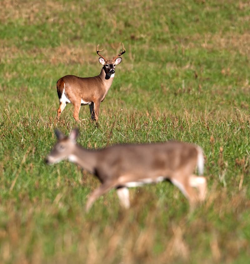 Whitetail deer buck watching doe during rut