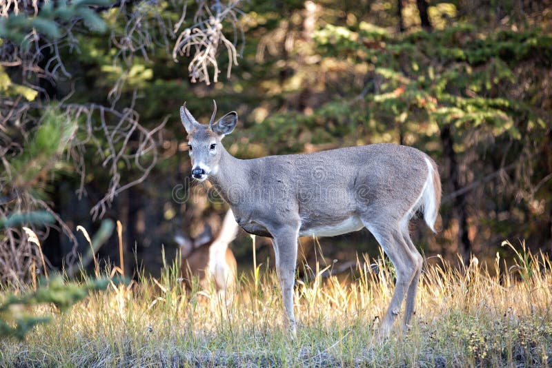 Whitetail deer buck stock image. Image of young, rack - 47950921