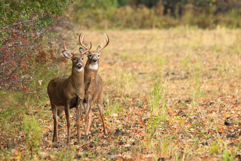 Whitetail Deer Bucks During Fall Rut