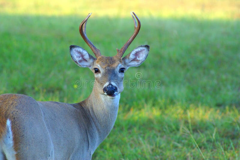 Whitetail deer chewing cud stock photo. Image of ungulate 14297592