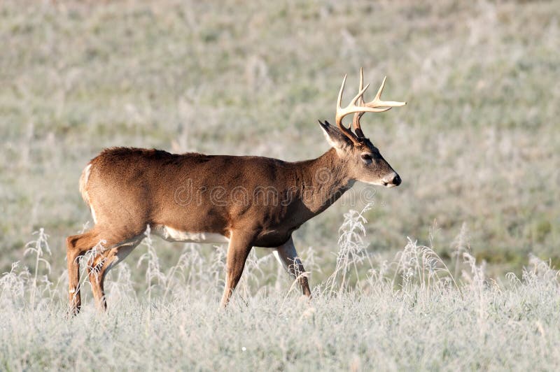 Whitetail deer and frost royalty free stock images