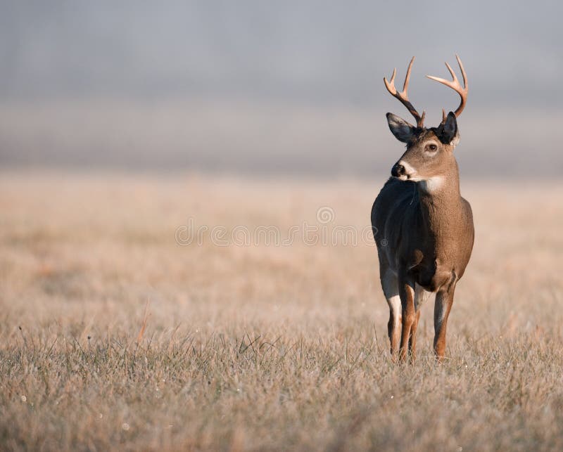 Whitetail deer on frosty morning