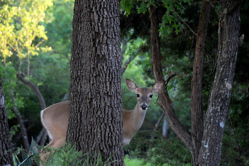 Whitetail deer hiding behind a tree in the forest.