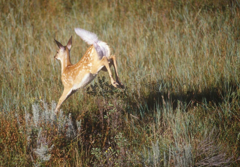 Ciervo (adular manchas) saltando a través de césped en prado, amanecer.