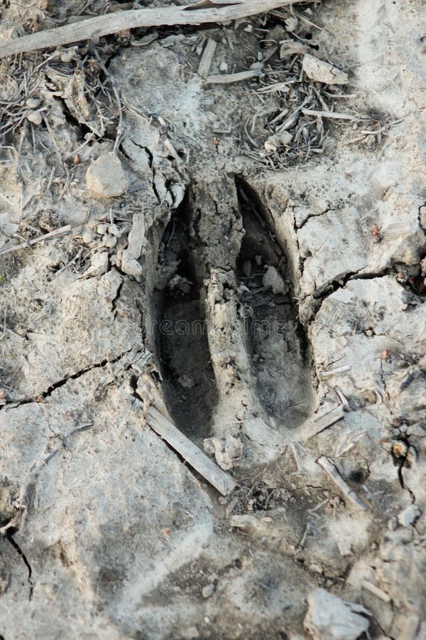 Whitetail Deer Print Track In Dried Mud