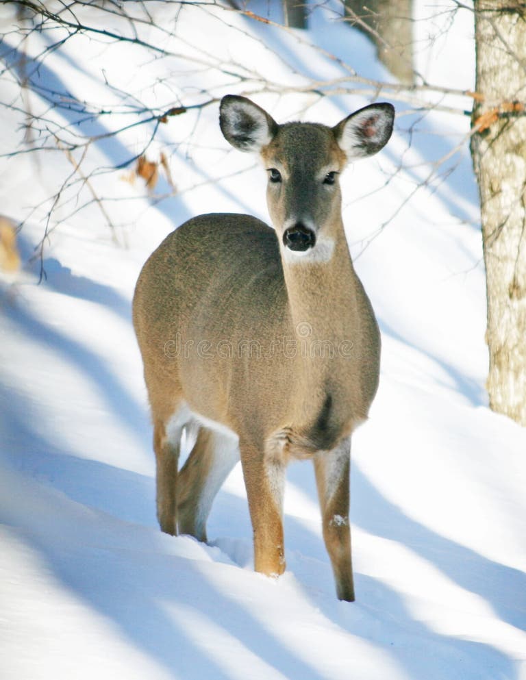 180 Whitetail Deer Hunting Stand Stock Photos - Free & Royalty-Free