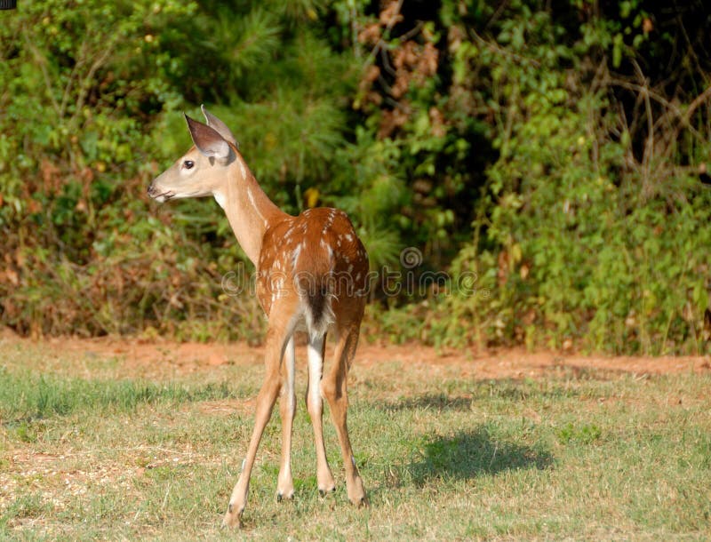 Whitetail deer with spots stock photo. Image of wild 20789248