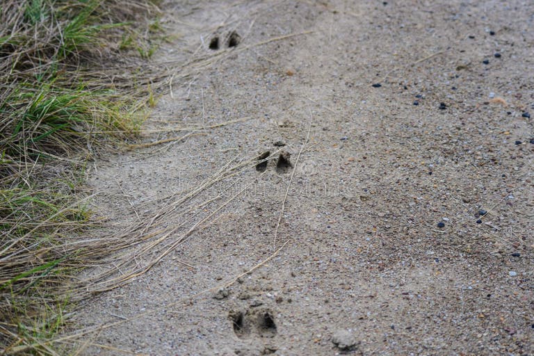 1,051 Deer Tracks Stock Photos - Free & Royalty-Free Stock Photos from