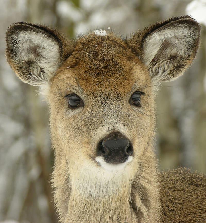 Whitetail joven 1 imágenes de archivo libres de regalías Whitetail joven 1 imágenes de archivo libres de regalías