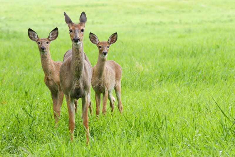 Whitetail rogacza źrebięta i królica fotografia stock Whitetail rogacza źrebięta i królica fotografia stock