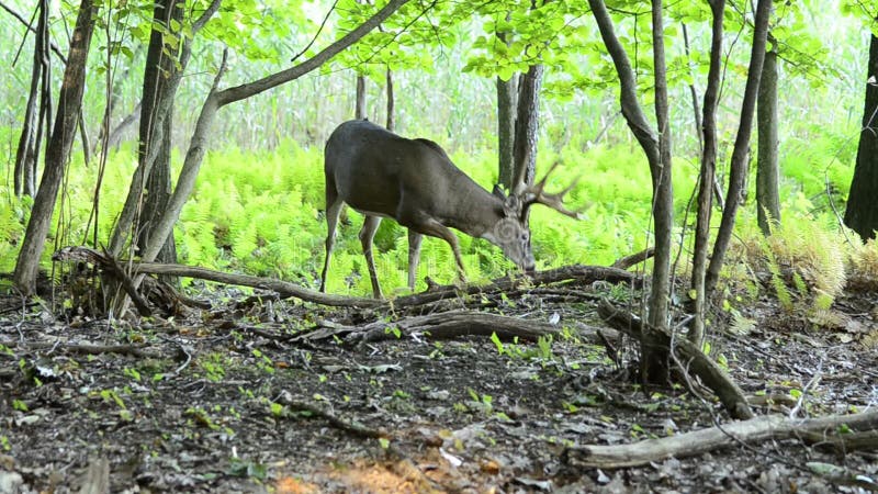 Whitetail rogacze Brykają w aksamicie