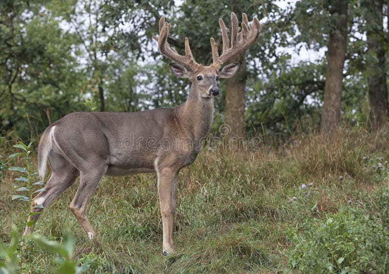 Whitetail samiec rogacza profil obrazy royalty free Whitetail samiec rogacza profil obrazy royalty free