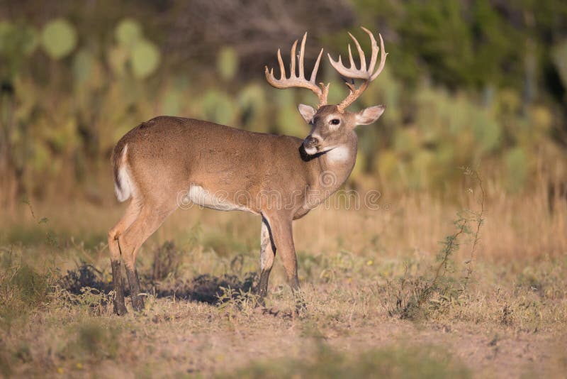 Whitetail tipico della struttura principale fotografia stock libera da diritti Whitetail tipico della struttura principale fotografia stock libera da diritti
