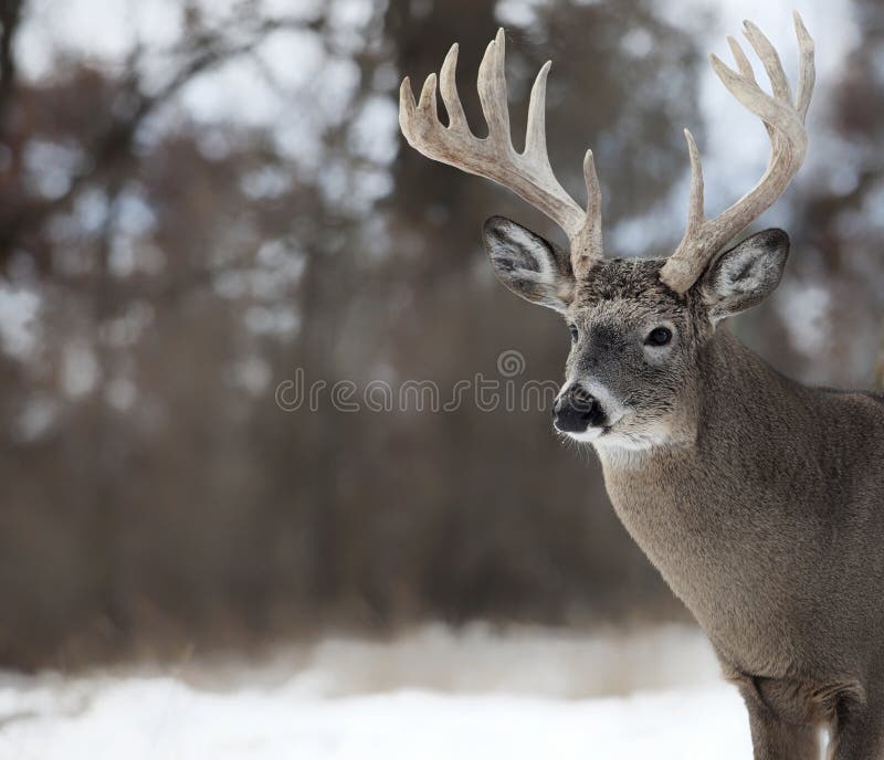 Whitetailbock arkivbilder Whitetailbock arkivbilder