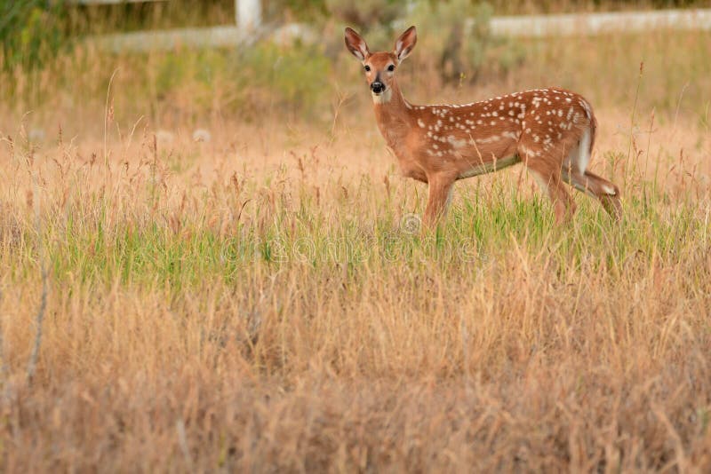 Whitetailherten die fawn zich in lang gras in de lente bevinden stock foto Whitetailherten die fawn zich in lang gras in de lente bevinden stock foto