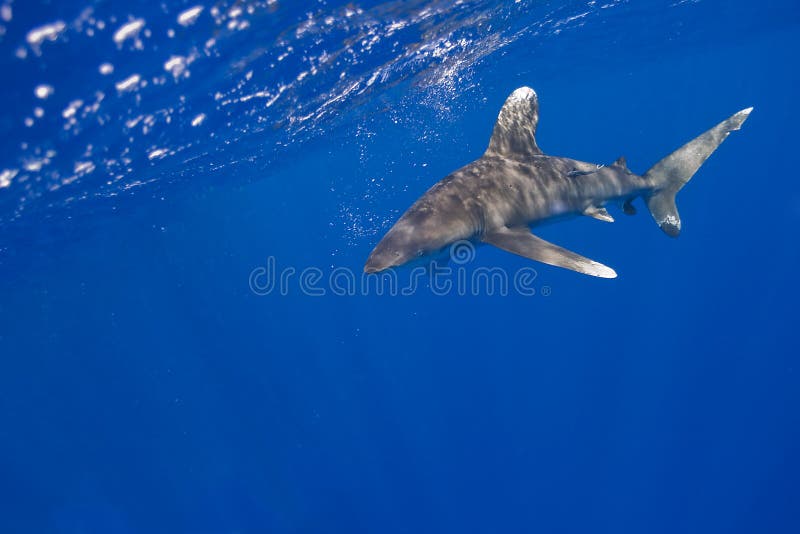 Longimanus in blue sea water. Shark whitetip stock images, royalty-free photos and pictures