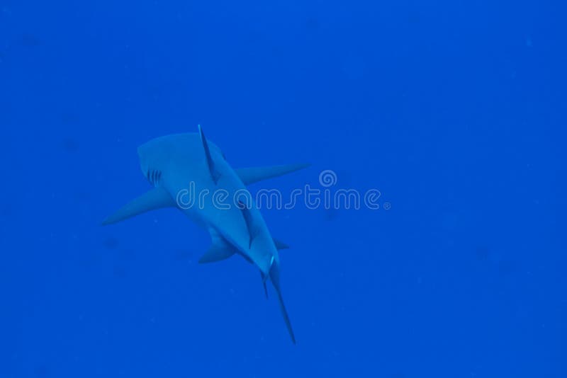 Whitetip reef shark (triaenodon obesus) taken from back top swimming in blue sea. Shark whitetip stock images, royalty-free photos and pictures
