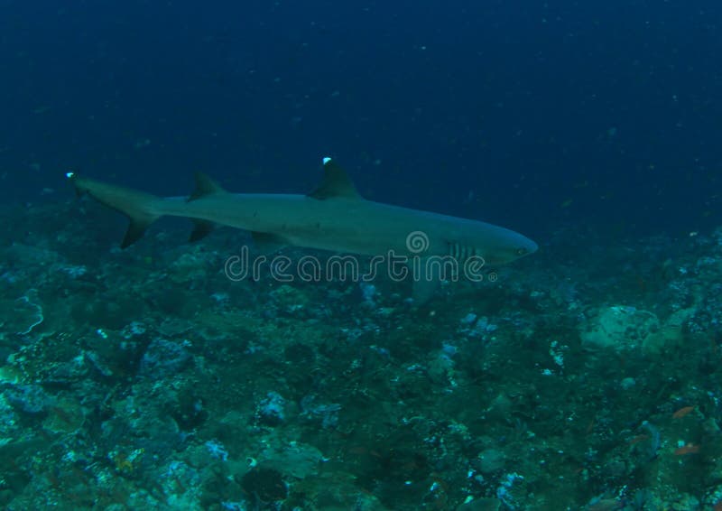 Whitetip shark stock image. Image of national, swim, undersea - 38076147
