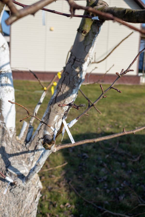 Whitewashed fruit tree with labeled branches. Spring orchard care. Buds on bare branches. Tree maintenance and gardening stock photography