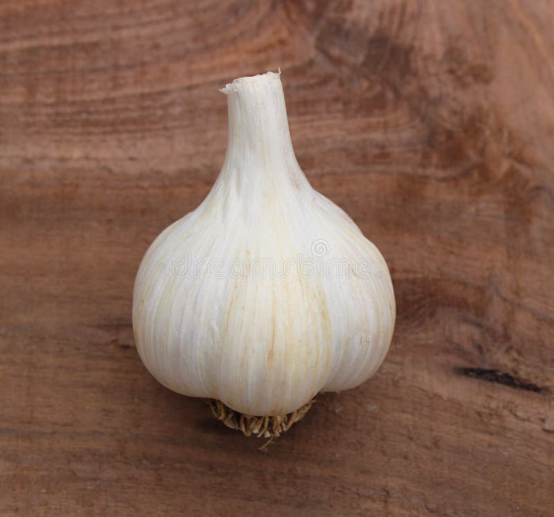 A Whole Bulb of German White Garlic Stock Image Image of common