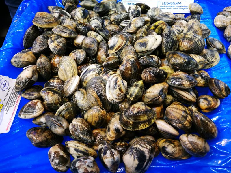 Clams in fish market stock image. Image of heap, abstraction 101242805